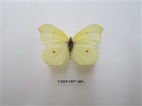 藏品(臺灣鉤粉蝶)的圖片